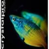 boyd enterprises abe16708 freshwater vitachem for aquarium, 4 ounce