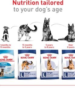 royal canin size health nutrition large adult dry dog food